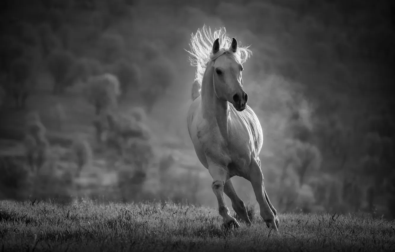 Photo wallpaper light, black and white, horse, Gallop
