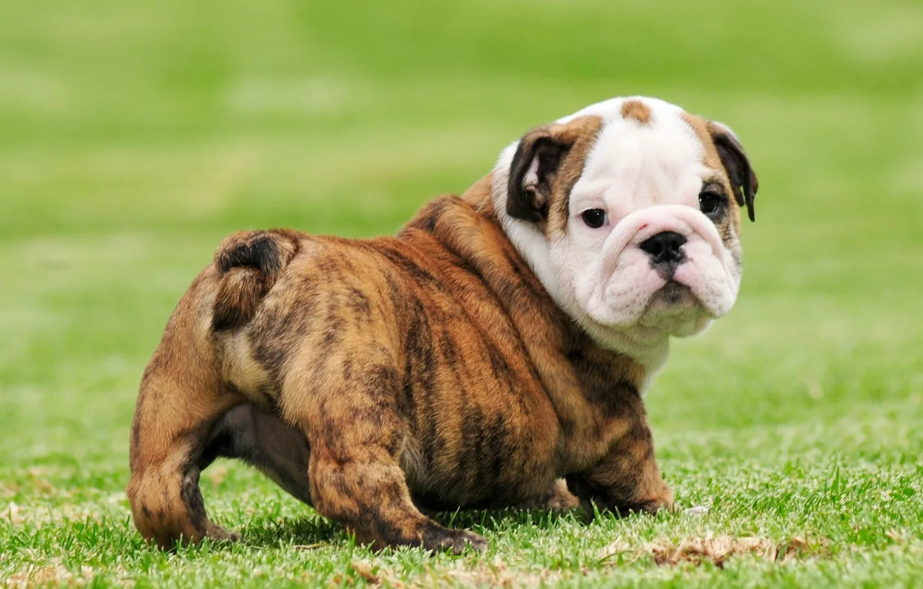 Photo wallpaper grass, puppy, dog, beautiful, animal, pose, cute, gorgeous