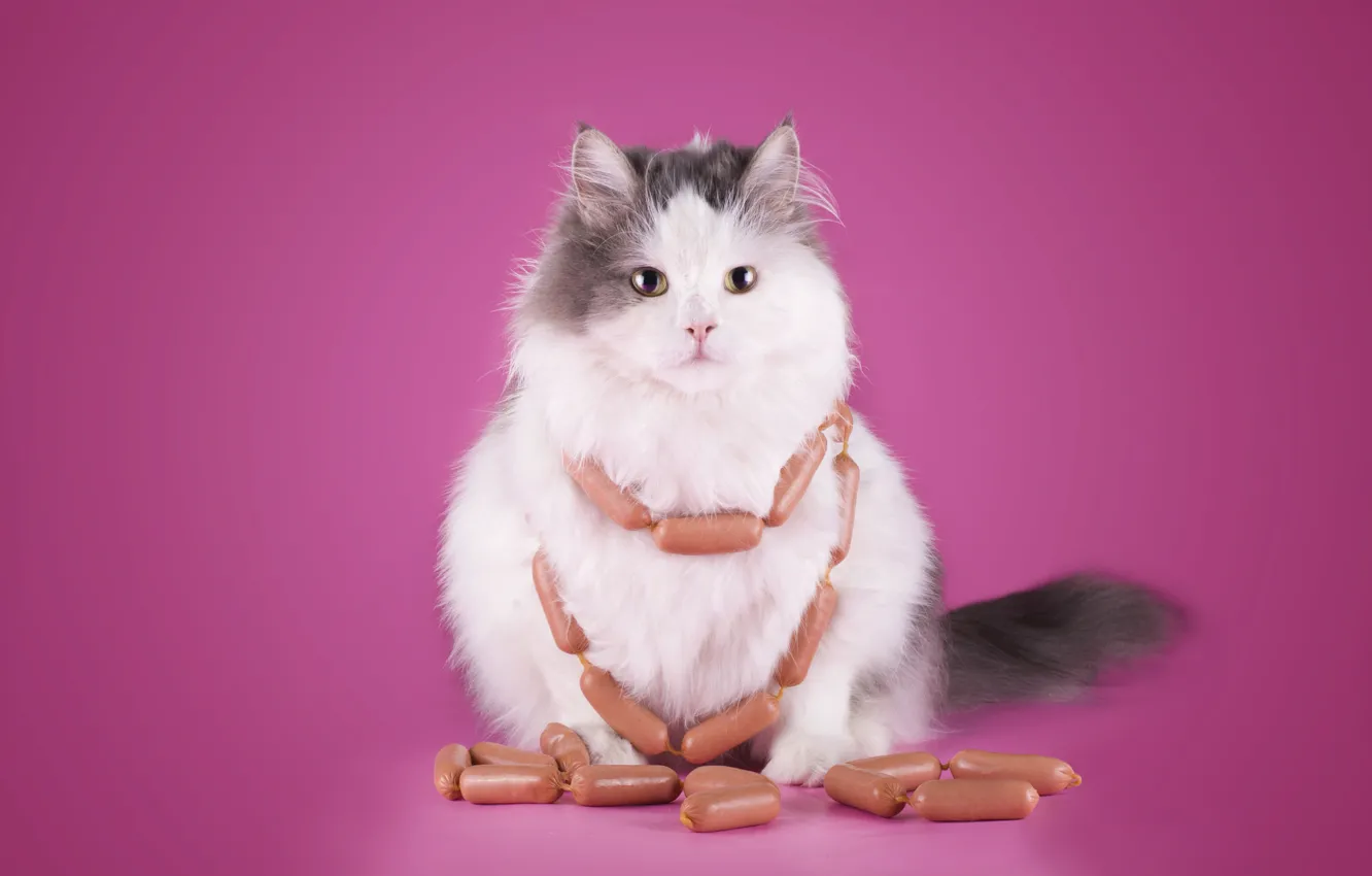 Photo wallpaper cat, sausage, cats, sausage