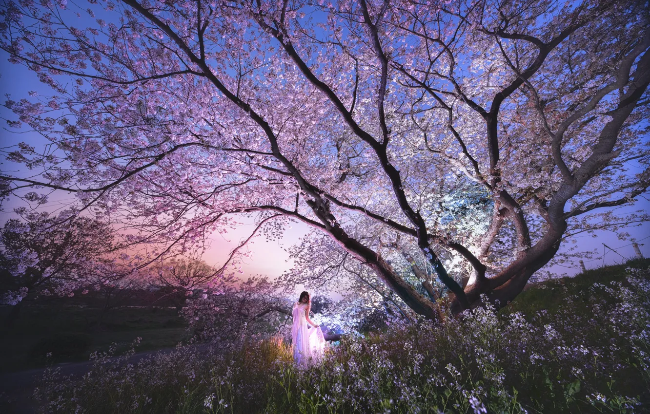 Photo wallpaper the sky, girl, light, landscape, flowers, night, branches, cherry