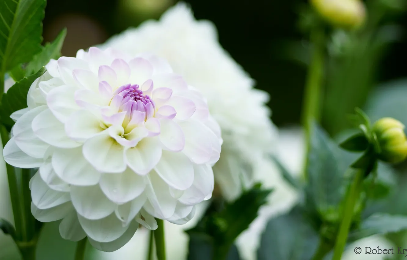 Photo wallpaper petals, buds, flowering, dahlias