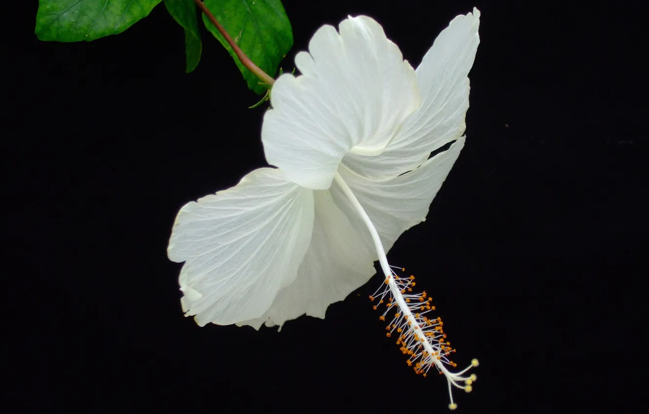Photo wallpaper macro, hibiscus, petals, background, leaves