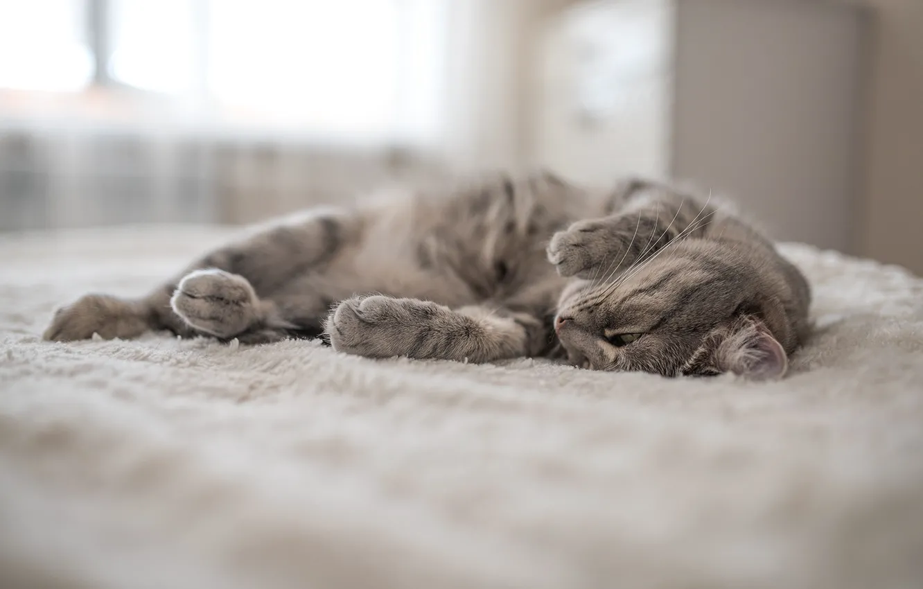 Photo wallpaper cat, cat, mustache, legs, wool, lies, fluffy