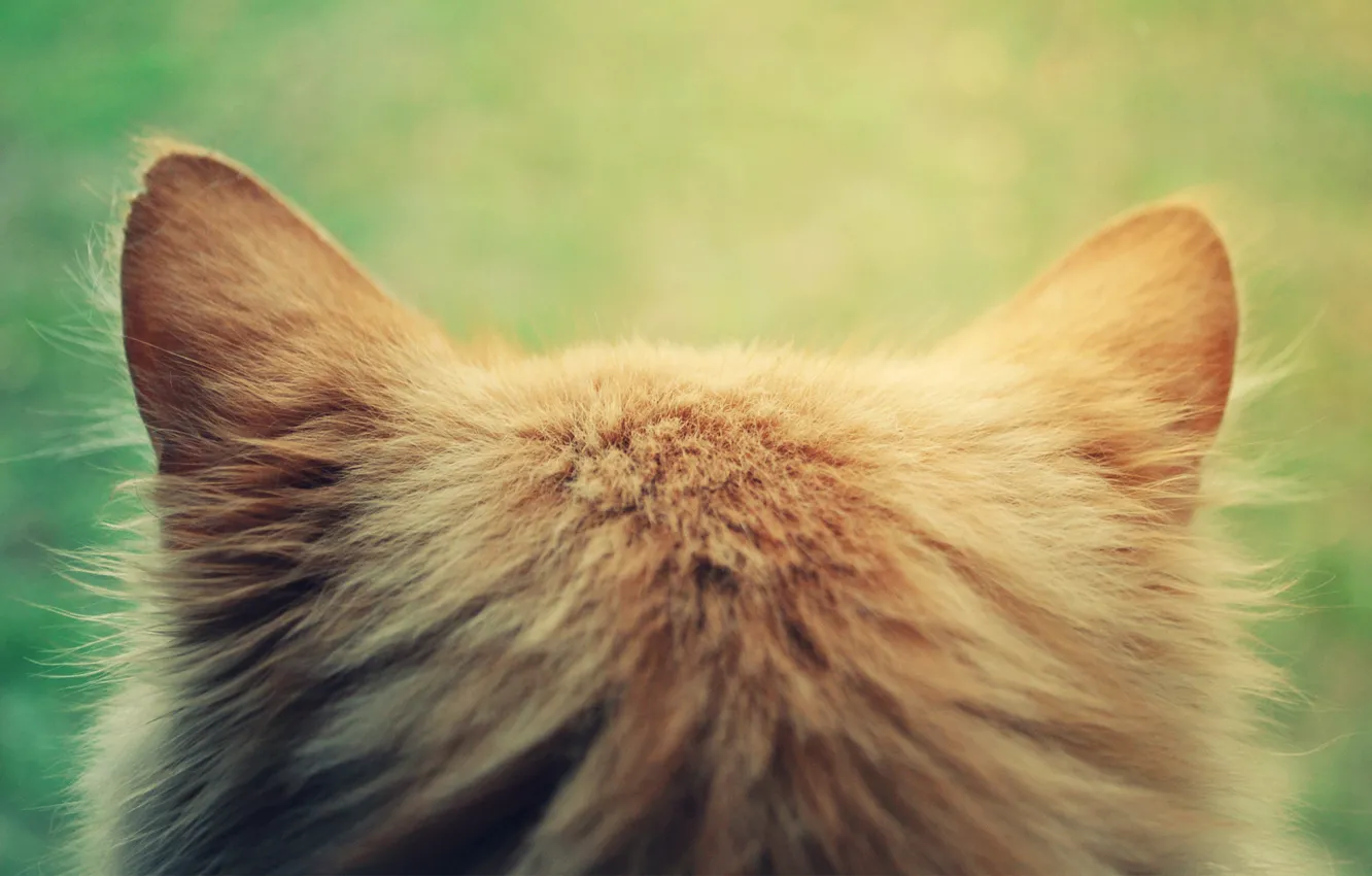 Photo wallpaper cat, cat, head, red, ears, Kote, the back of the head