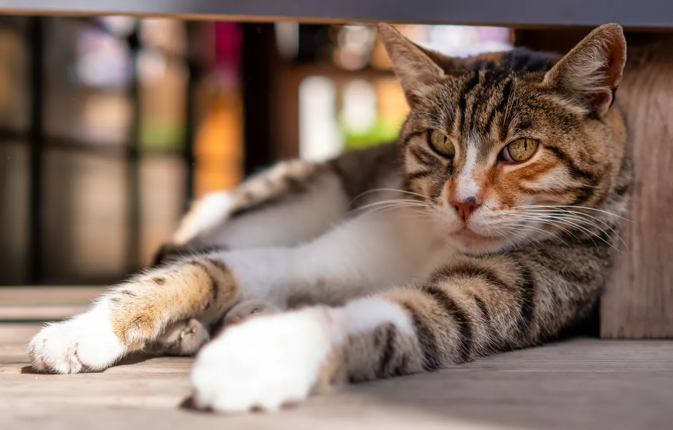 Photo wallpaper cat, cat, lies