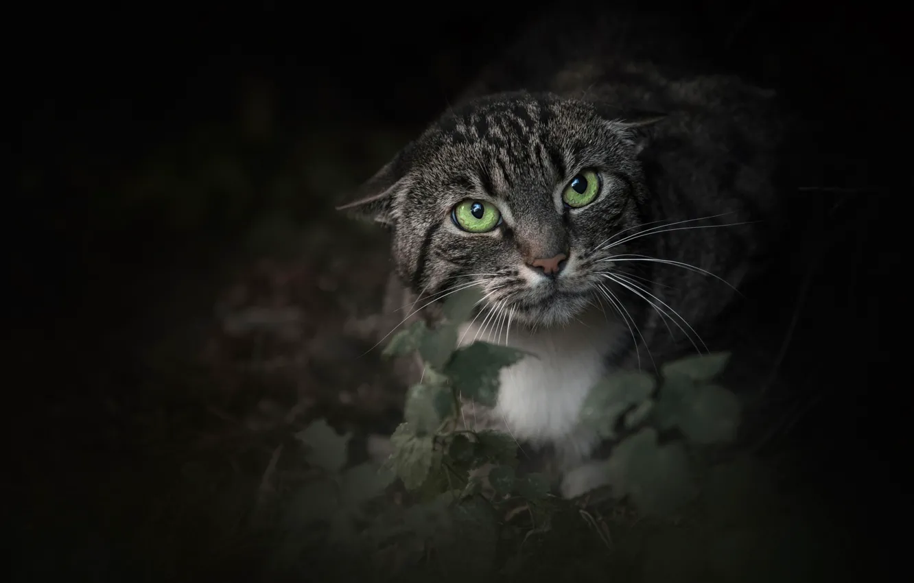 Photo wallpaper cat, cat, look, face, green eyes, aggressive