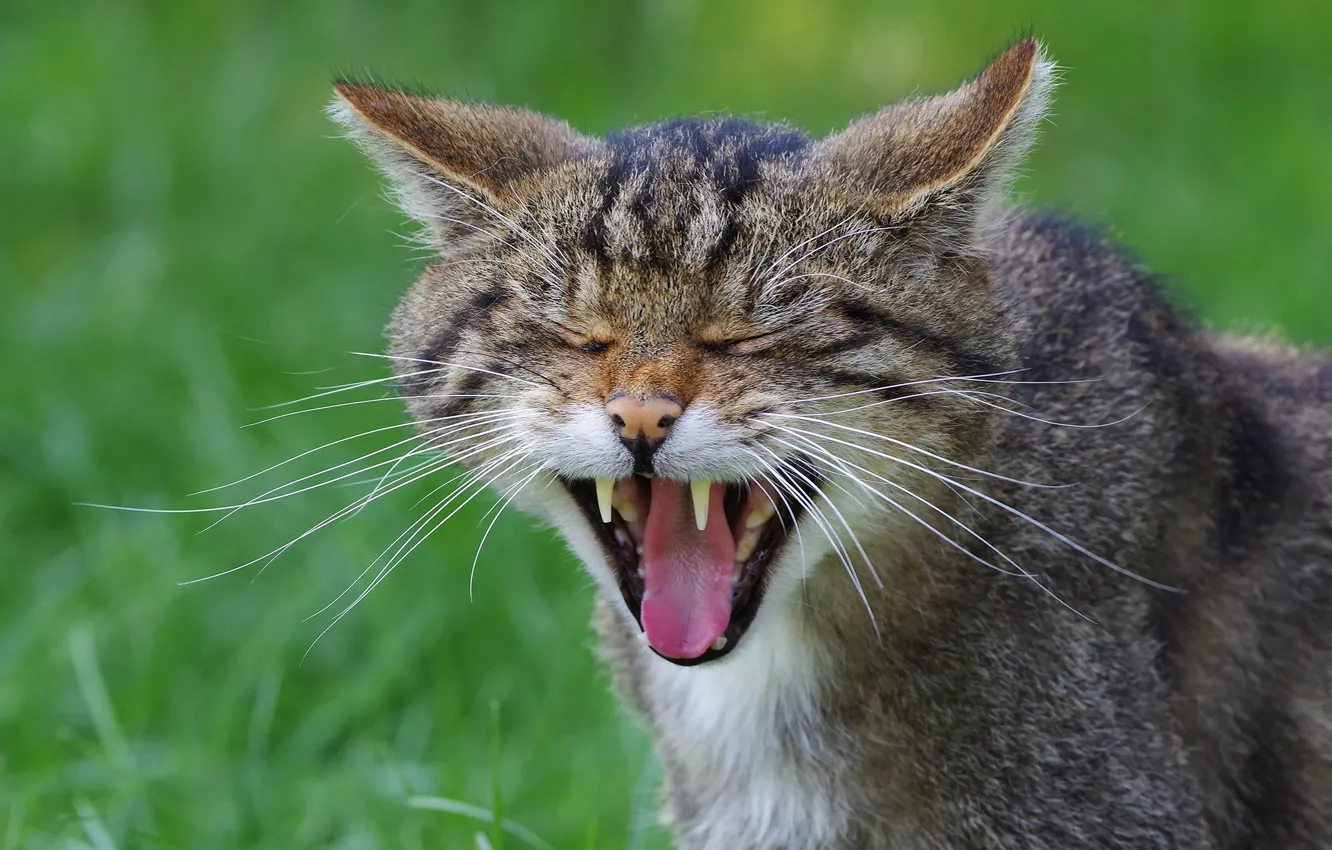 Photo wallpaper language, cat, face, mouth, fangs, grin, closed eyes, wild cat