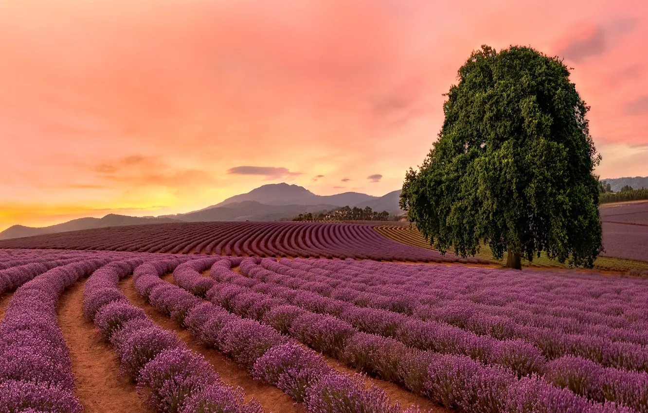 Photo wallpaper trees, flowers, plantation, mountains, lavender, field, dal, a number