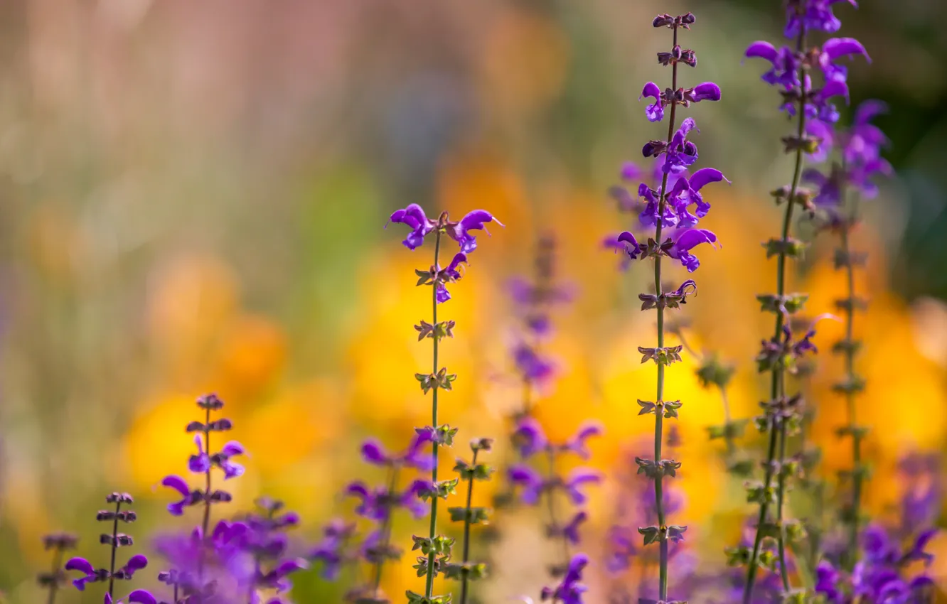 Photo wallpaper macro, meadow, bokeh