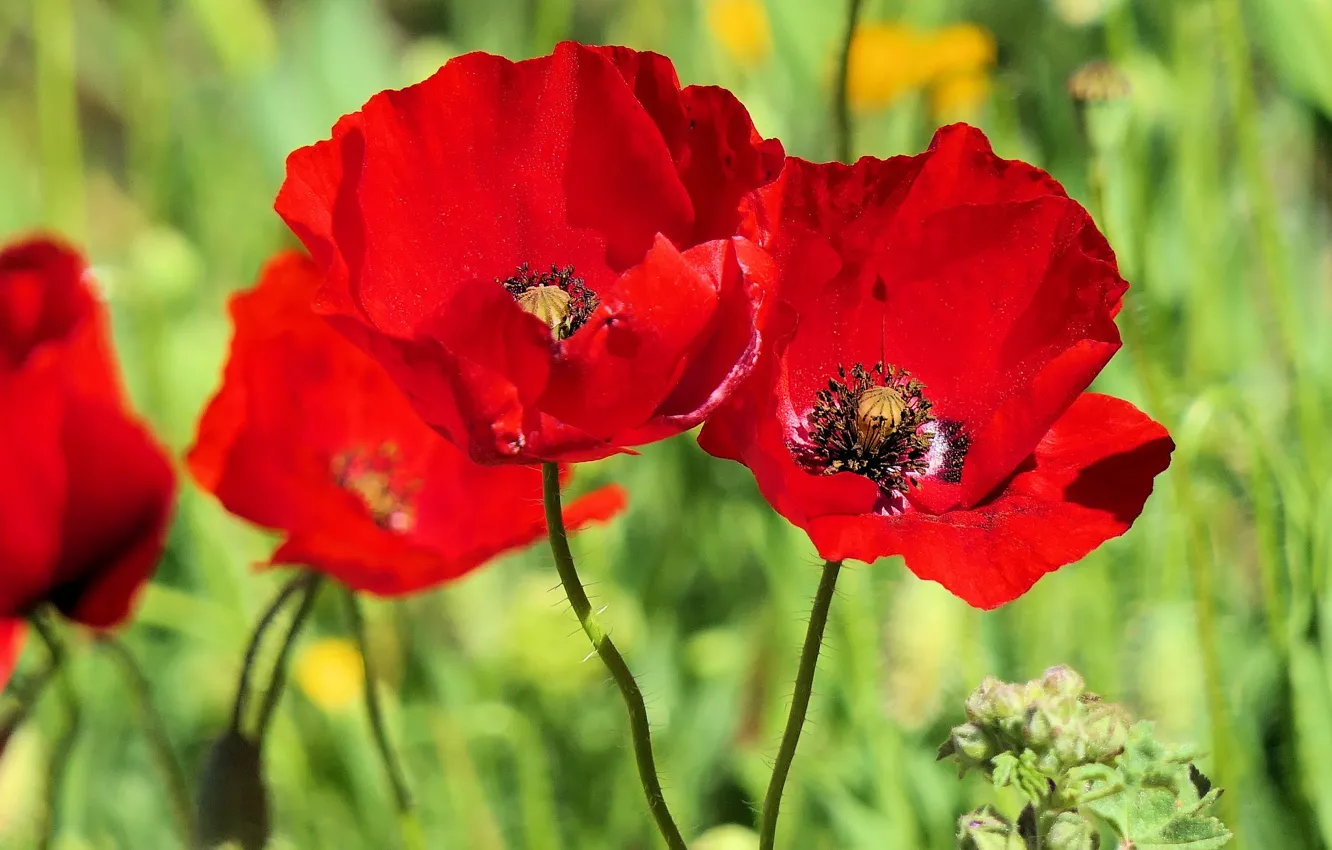 Photo wallpaper greens, macro, flowers, red, bright, Mac, Maki, green background