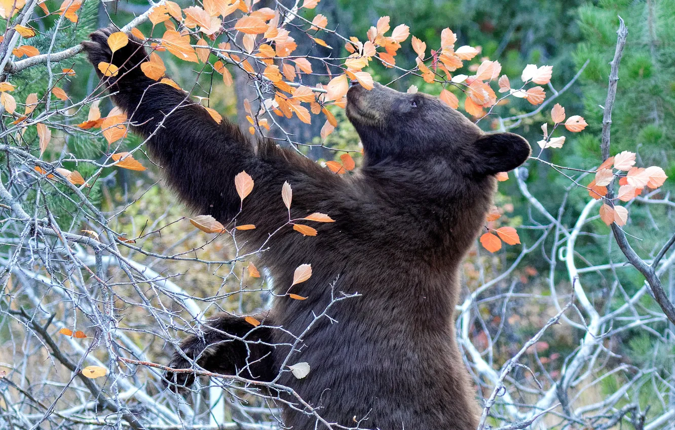 Photo wallpaper autumn, forest, branches, pose, foliage, paws, bear, the bushes