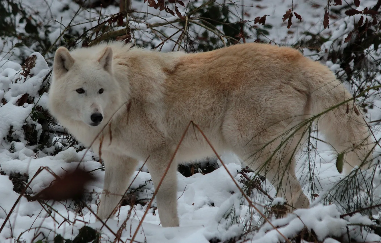 Photo wallpaper nature, Gray Wolf, face, animal, wolf, canis lupus, wildlife, head
