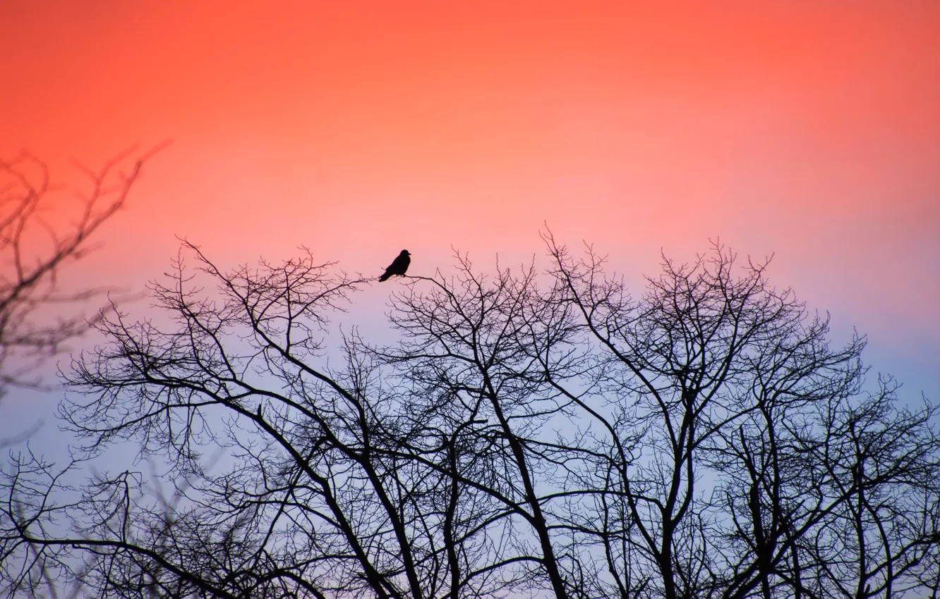 Photo wallpaper trees, night, bird