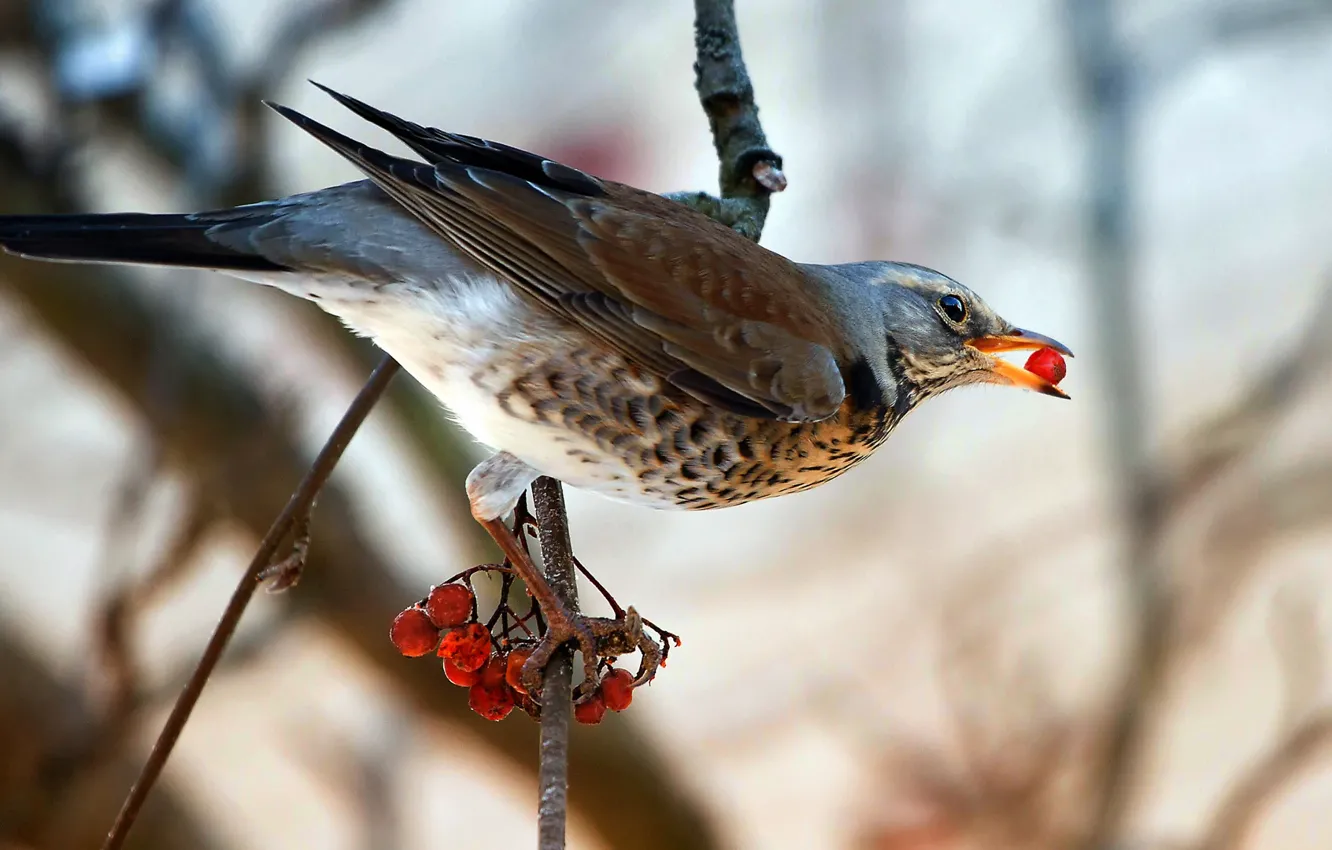 Photo wallpaper berries, bird, on the branch, Rowan, thrush