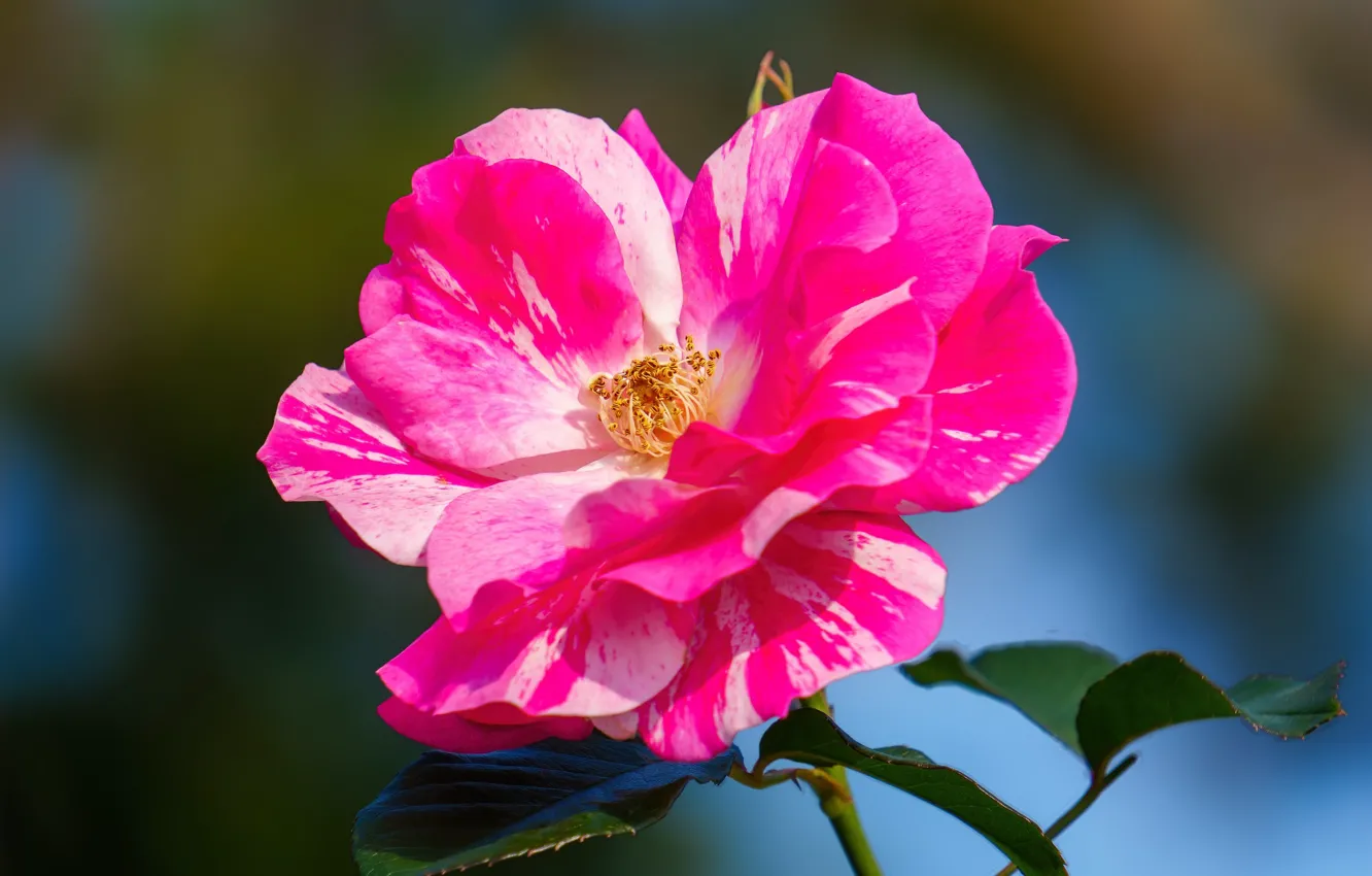 Photo wallpaper bright, pink, roses, flowers, macro, striped