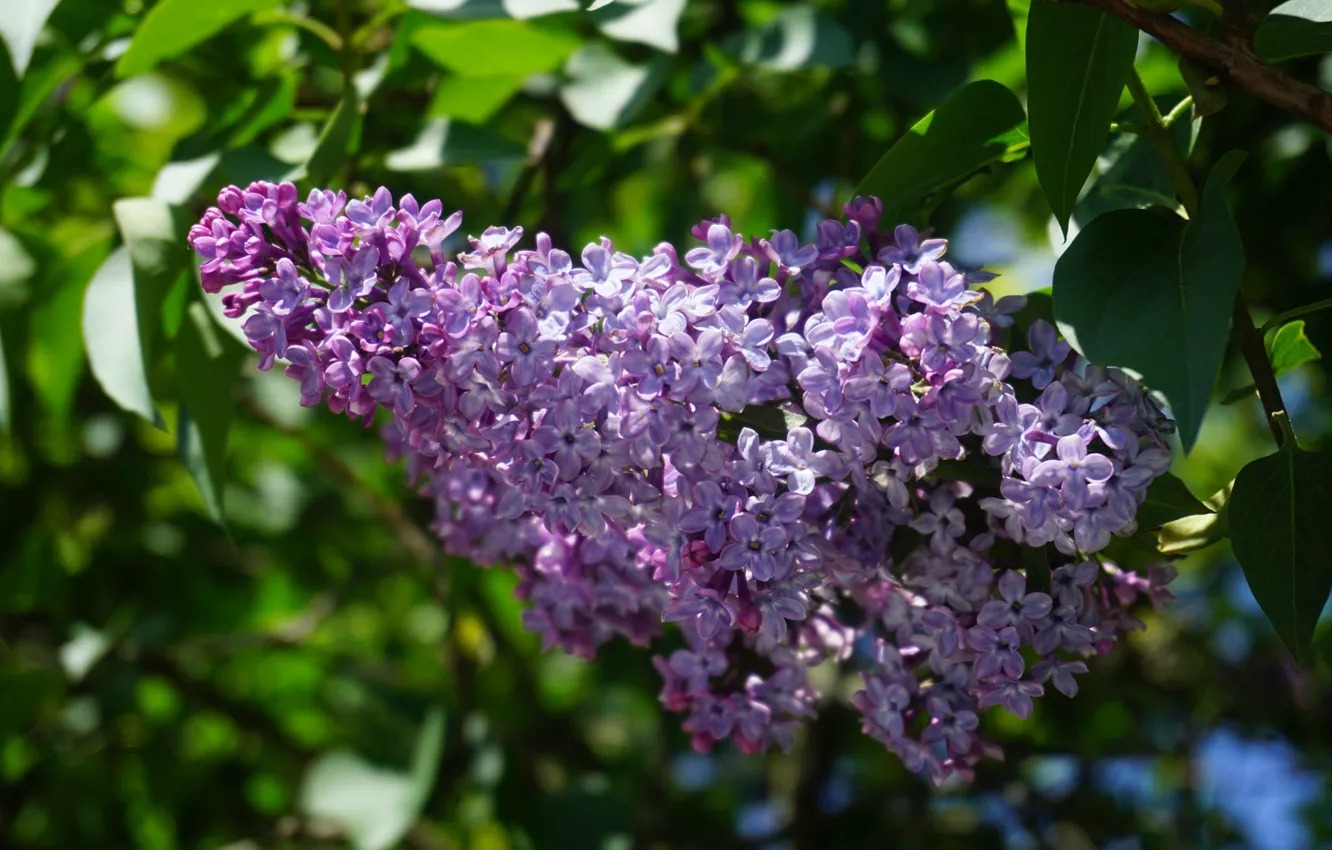 Photo wallpaper macro, bunch, lilac