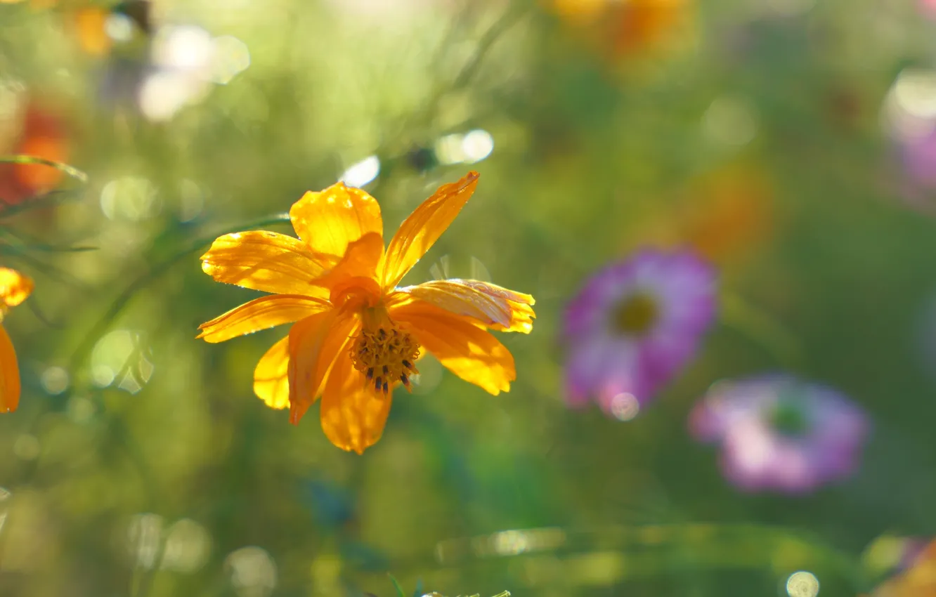 Photo wallpaper flowers, orange, bokeh, kosmeya