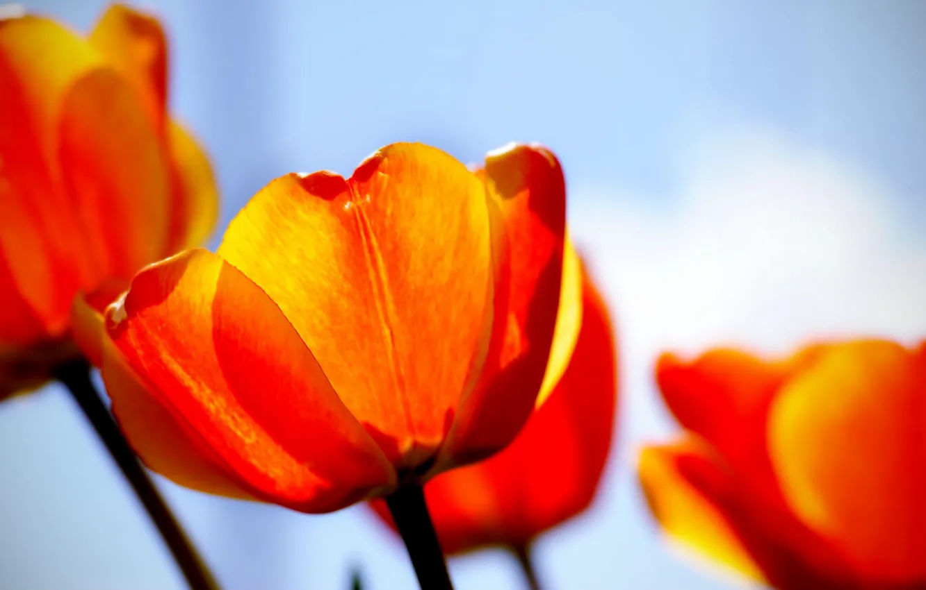 Photo wallpaper red, tulips