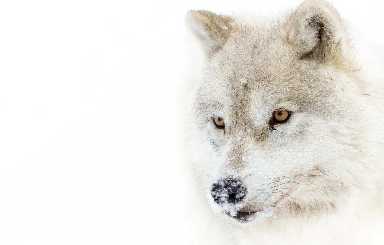 Photo wallpaper look, snow, predator, Arctic wolf, polar wolf