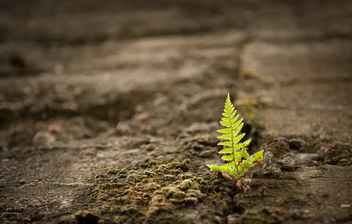 Photo wallpaper nature, background, fern