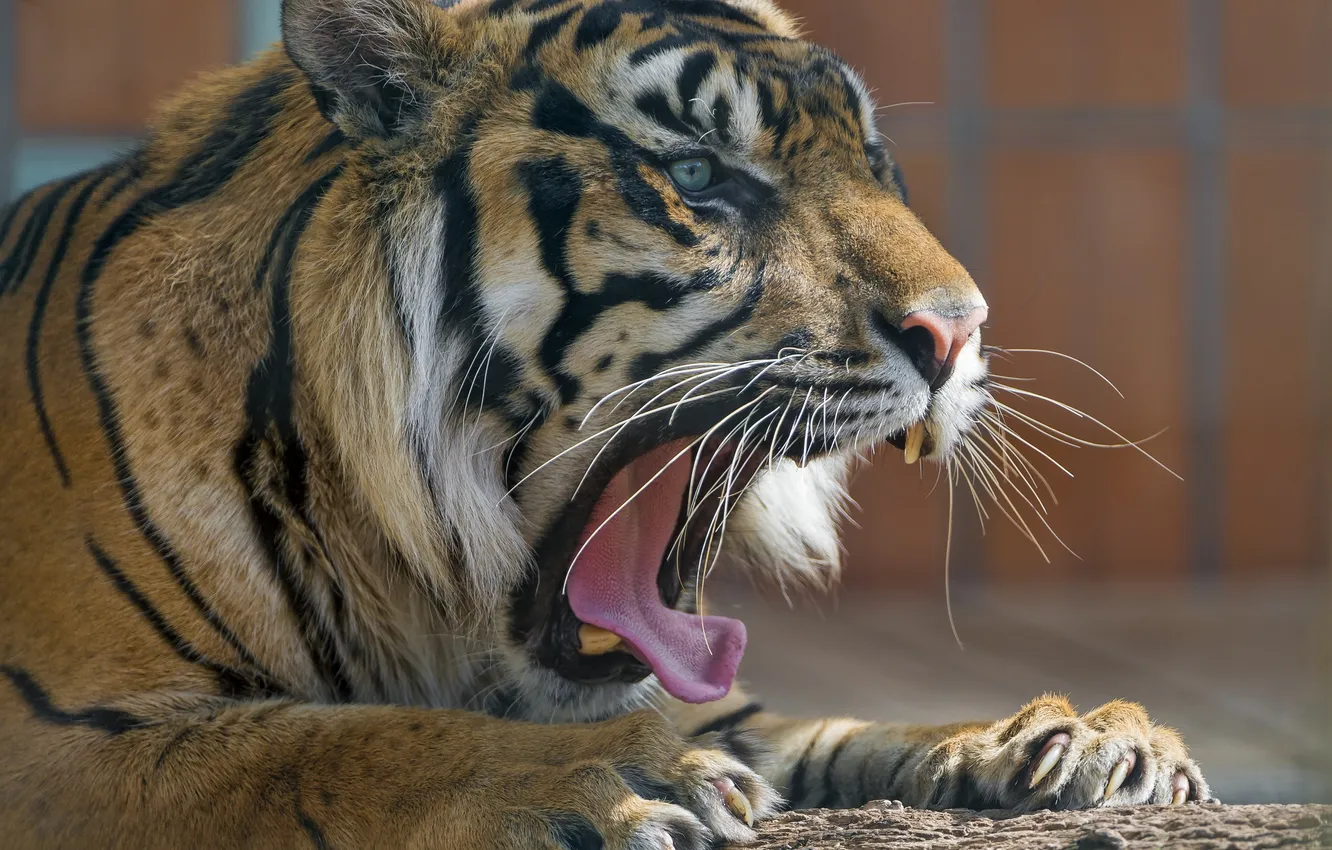 Photo wallpaper language, face, tiger, predator, paws, mouth, fangs, wild cat