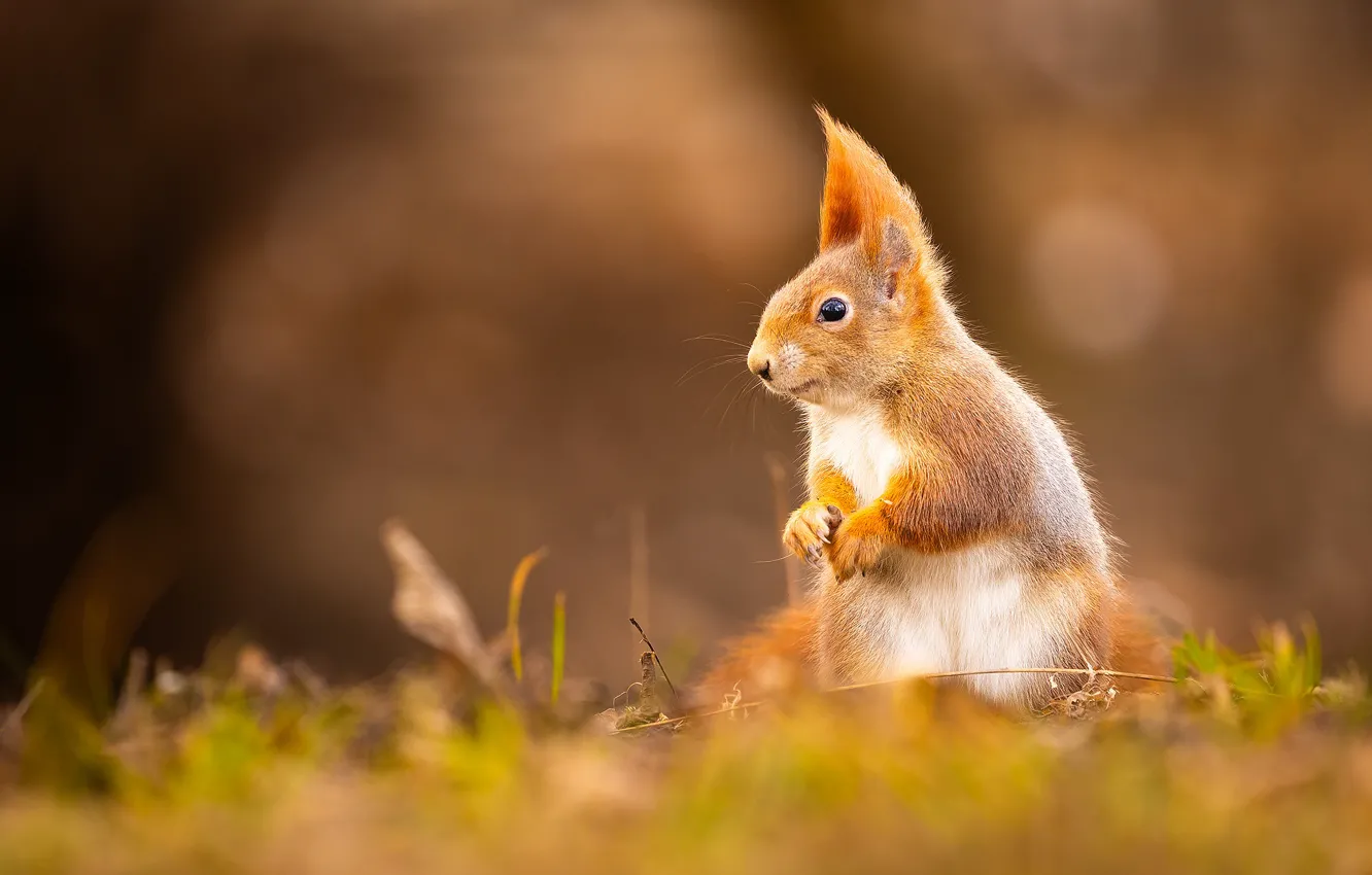 Photo wallpaper blur, protein, red, stand