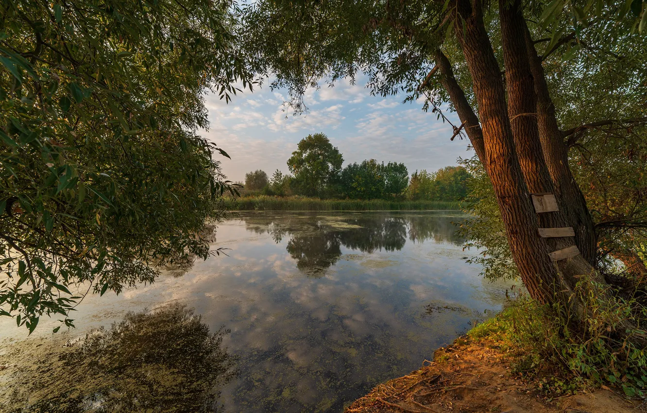 Photo wallpaper summer, trees, lake, pond, reflection, branch, trunks, shore