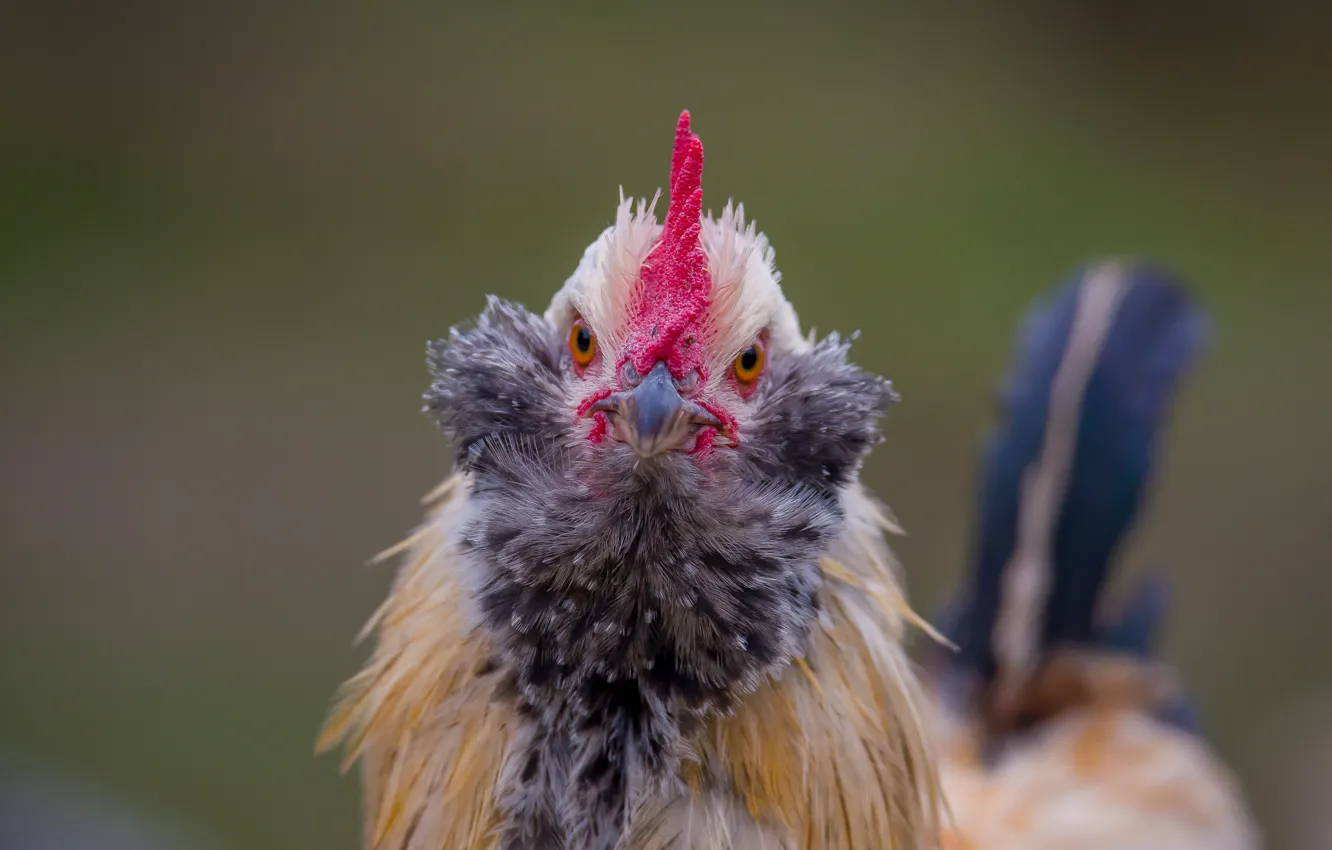 Photo wallpaper look, cock, Pets, mujahid