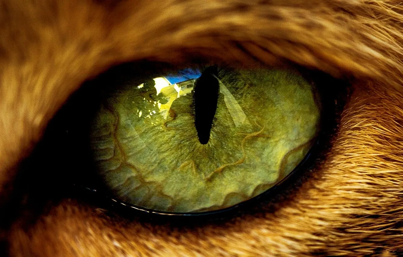 Photo wallpaper eyes, reflection, animal, wool, the pupil, beast, cat