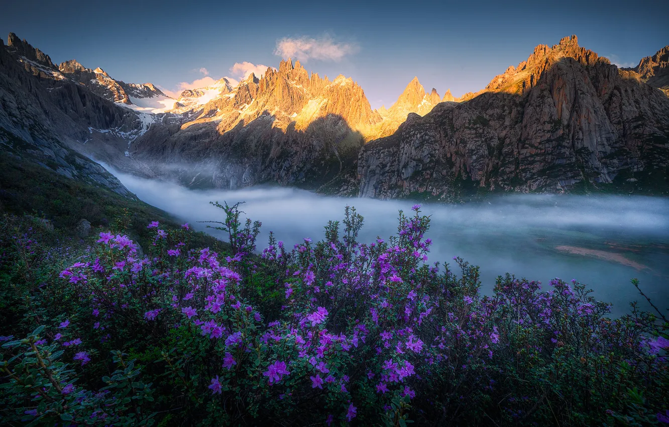 Photo wallpaper flowers, mountains, Azalea, rhododendrons