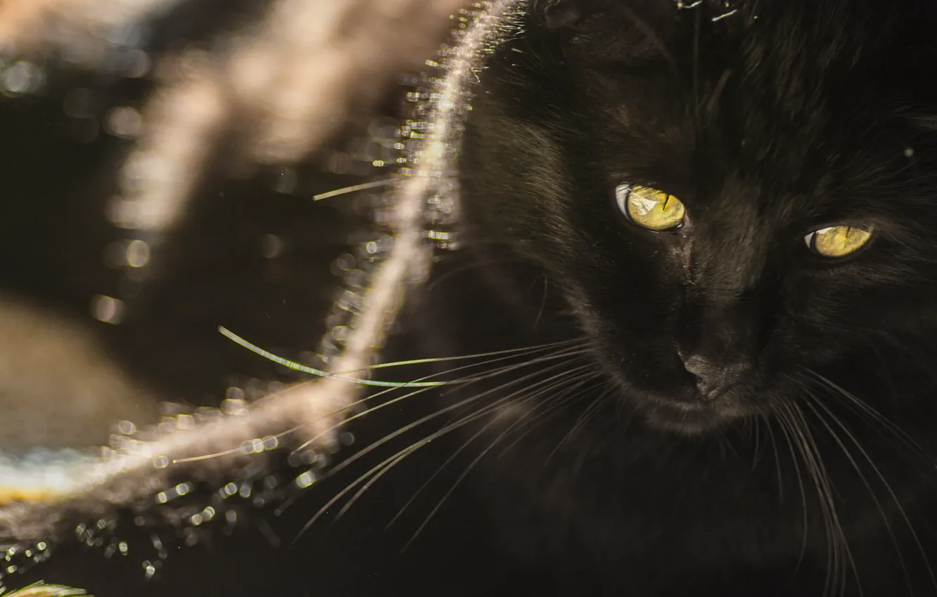 Photo wallpaper cat, look, background, black