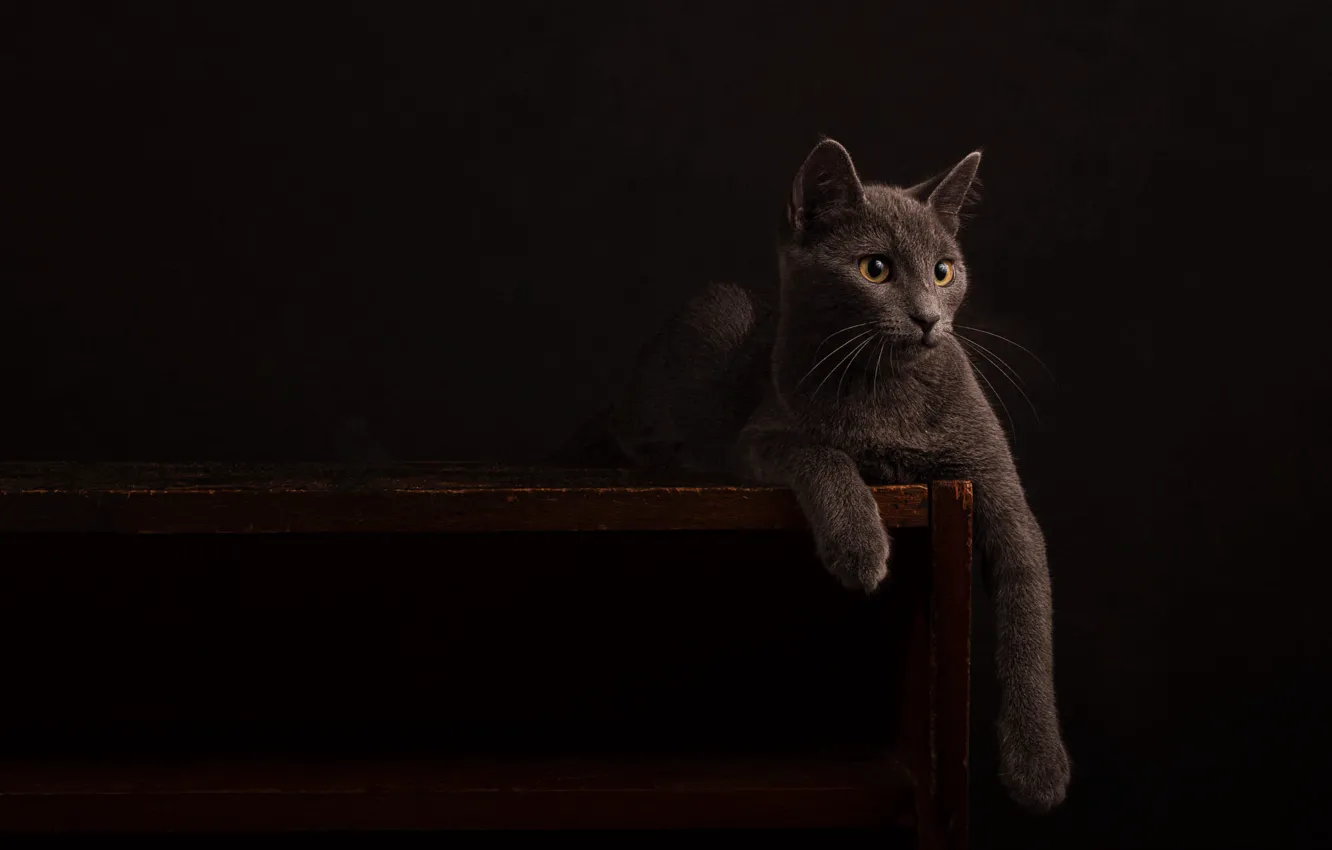 Photo wallpaper cat, cat, look, pose, the dark background, grey, lies, kitty