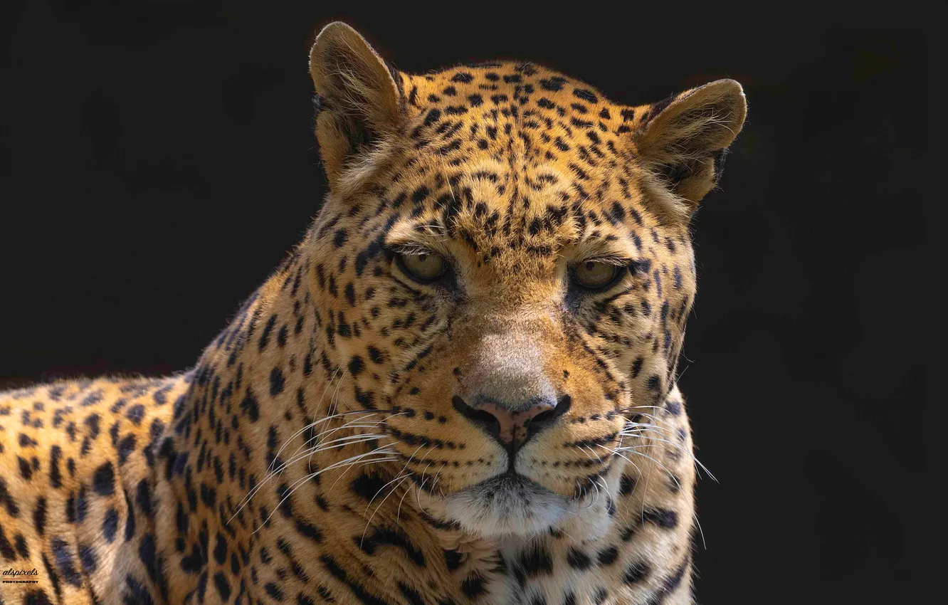 Photo wallpaper look, face, background, portrait, leopard, wild cat