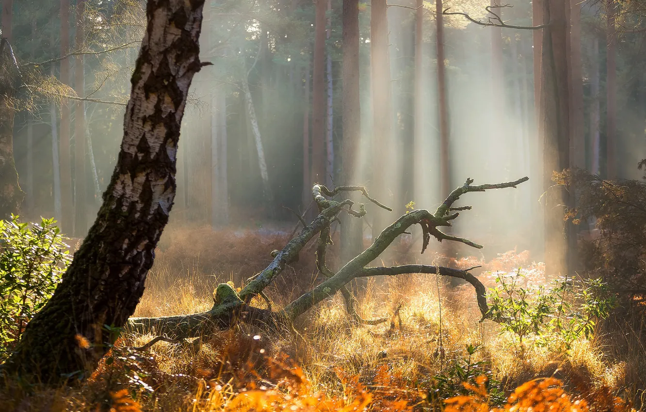 Photo wallpaper forest, grass, rays, light, branches, fog, glade, snag