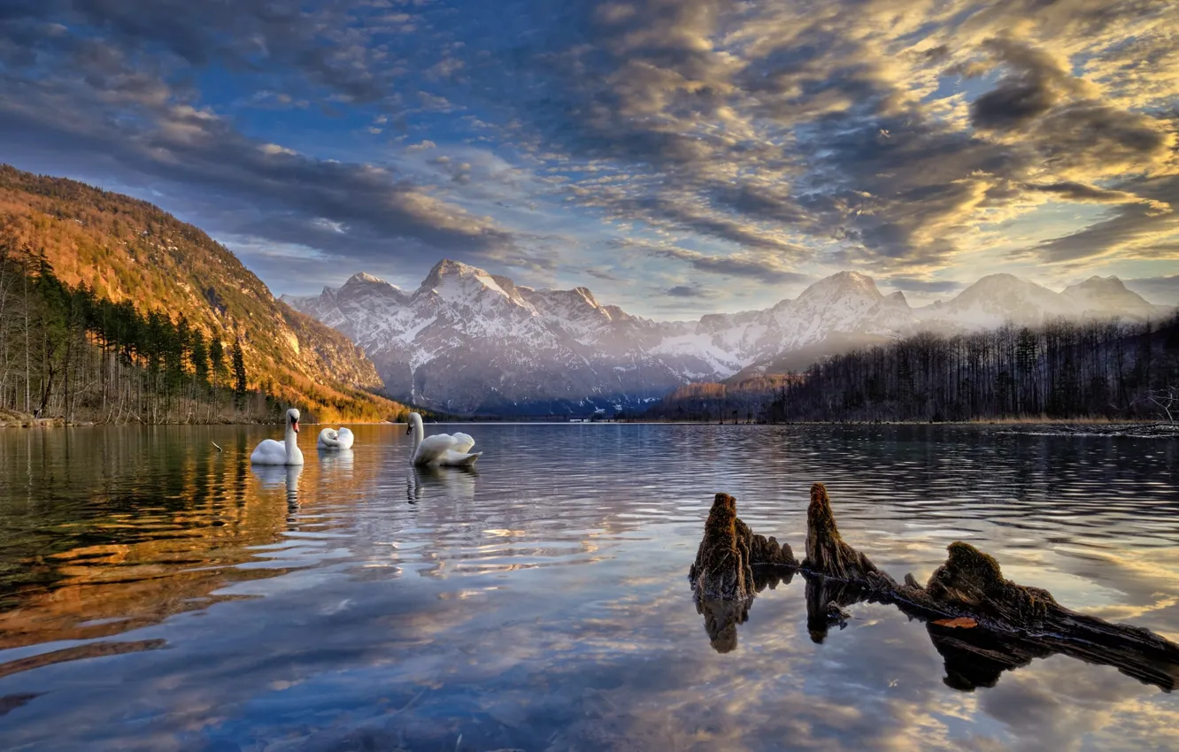 Photo wallpaper landscape, mountains, birds, nature, lake, shore, Austria, swans
