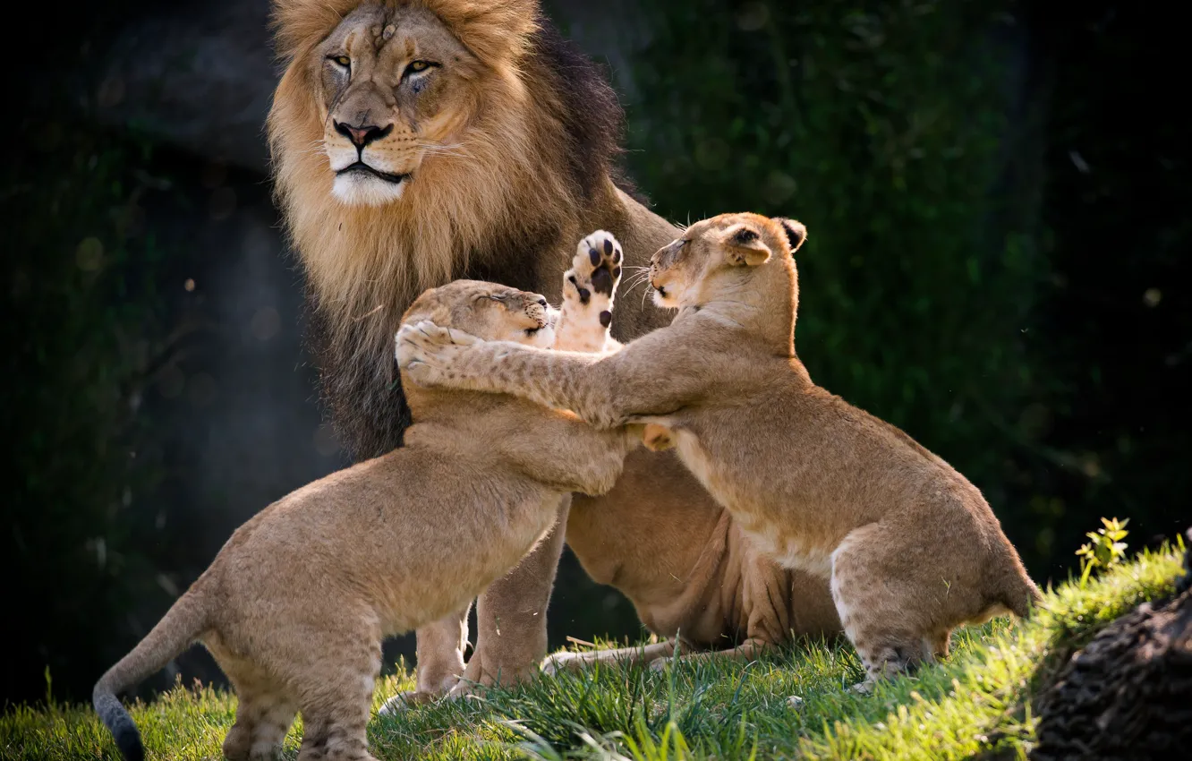 Photo wallpaper the game, Leo, lion, family