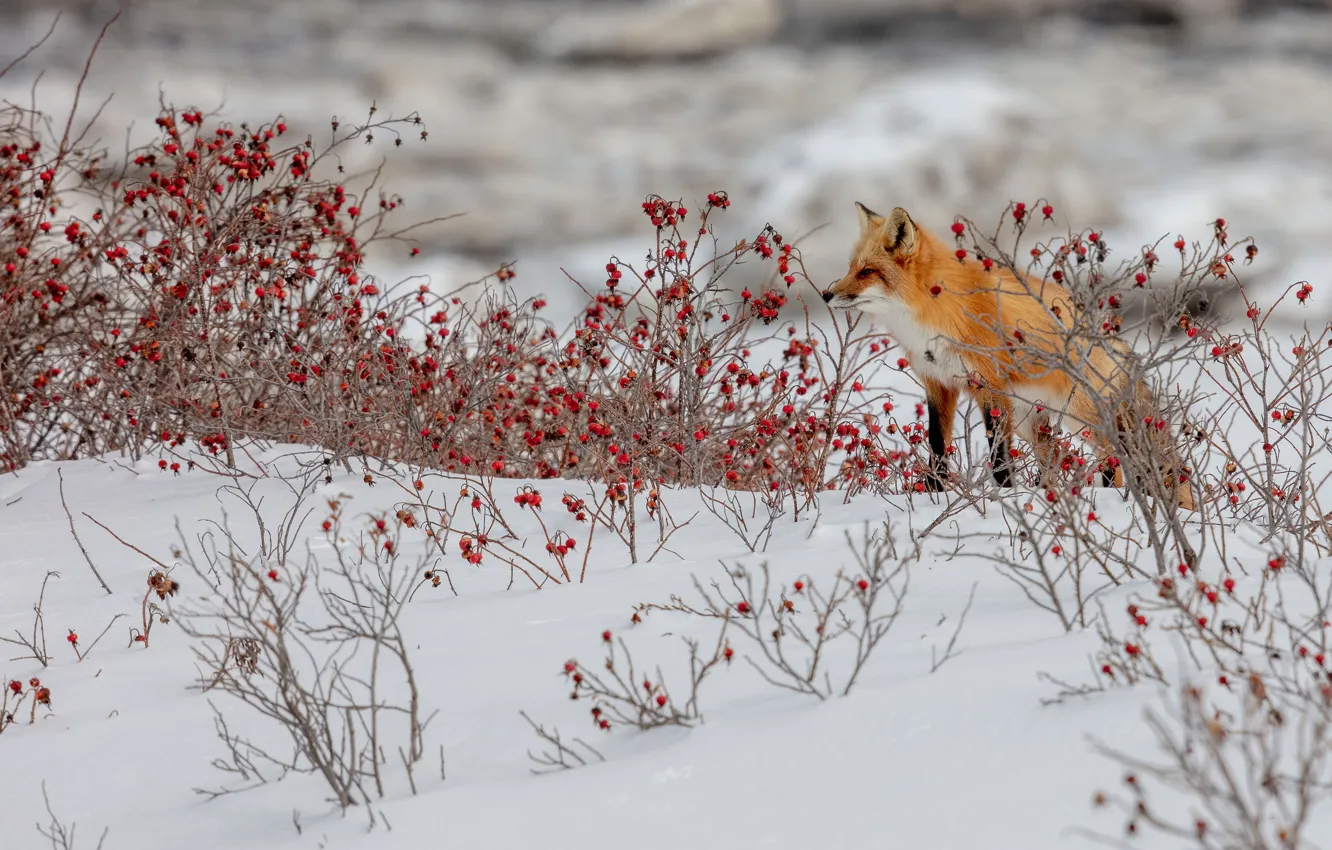 Photo wallpaper winter, snow, branches, berries, thickets, fruit, briar, Fox