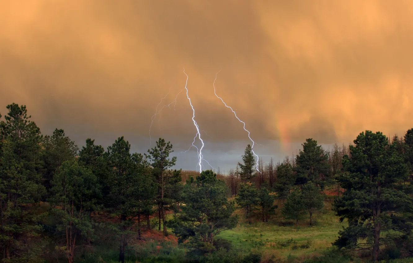 Photo wallpaper forest, Lightning, nature