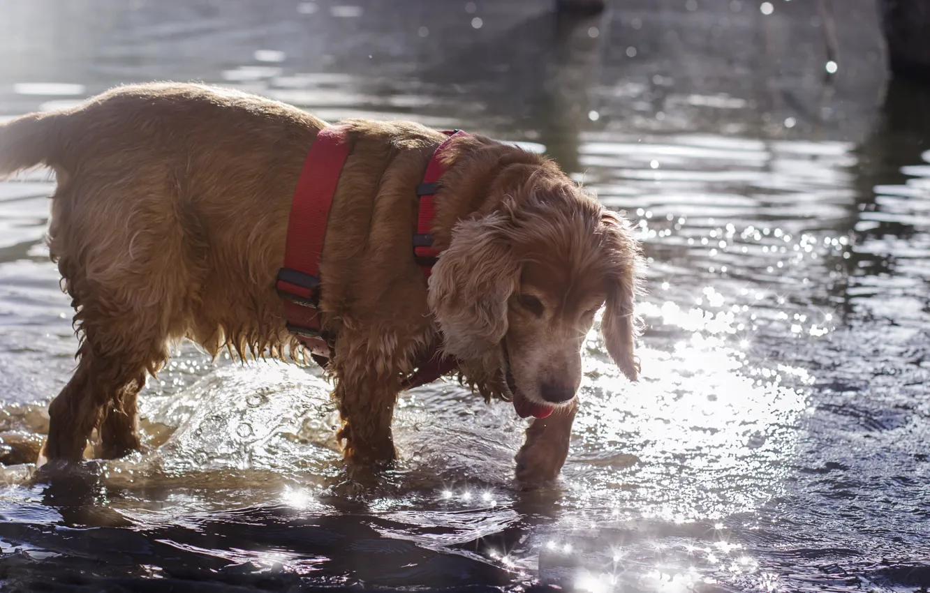 Photo wallpaper water, light, glare, lights, mood, dog, pond, curiosity