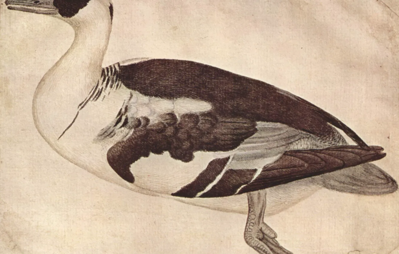 Photo wallpaper duck, watercolor, pato, Antonio die Puccio Pisano