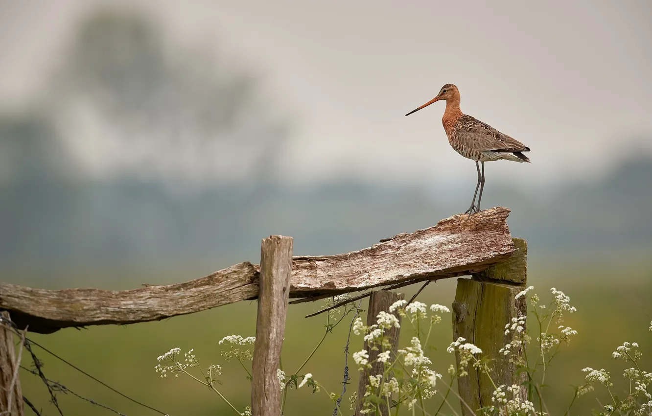 Photo wallpaper nature, bird, the fence
