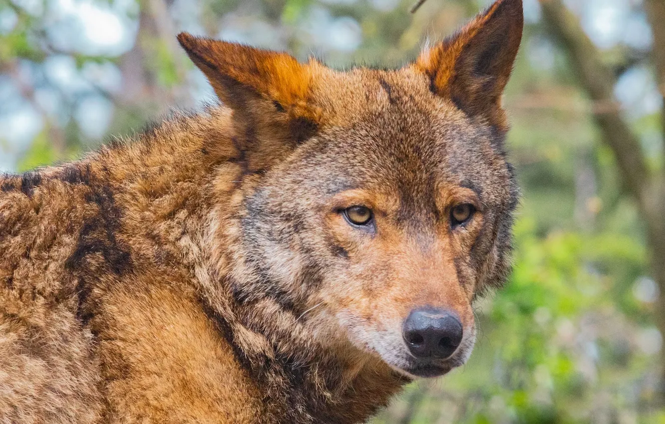 Photo wallpaper Predator, wolf, portrait, portrait., red wolf, Canis lupus. face