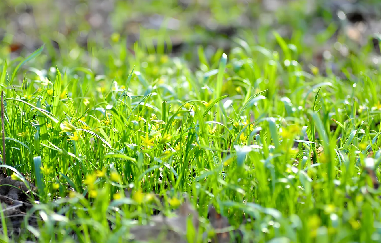 Photo wallpaper grass, earth, Sunny
