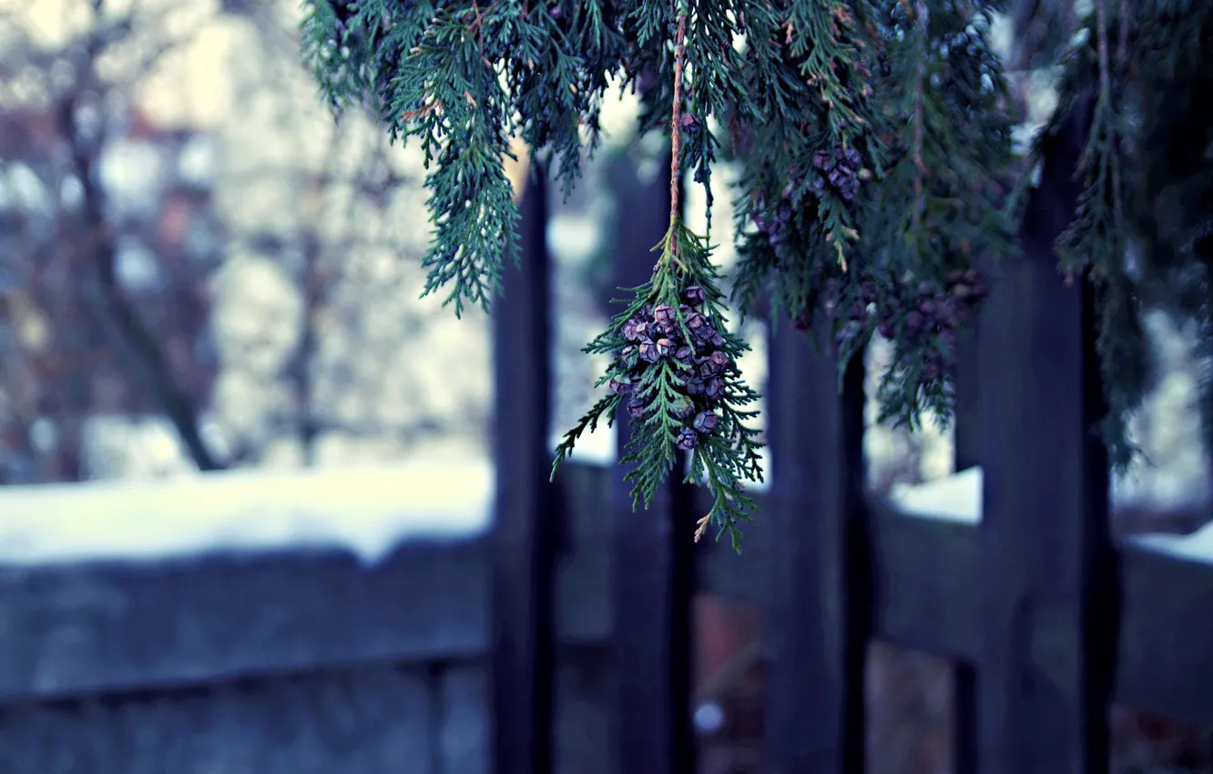 Photo wallpaper winter, macro, nature, tree, branch, thuja, bumps