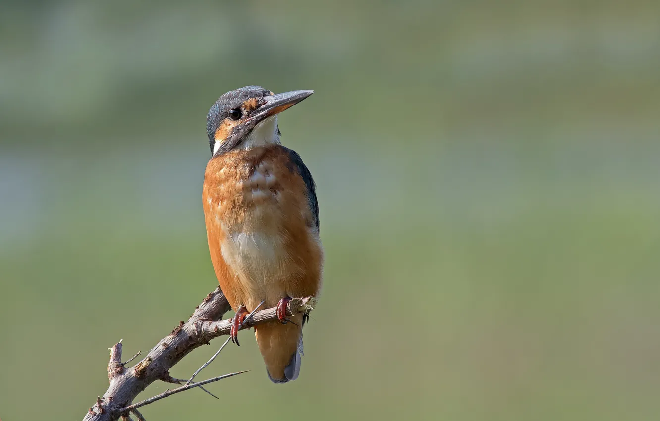 Photo wallpaper branches, bird, Kingfisher