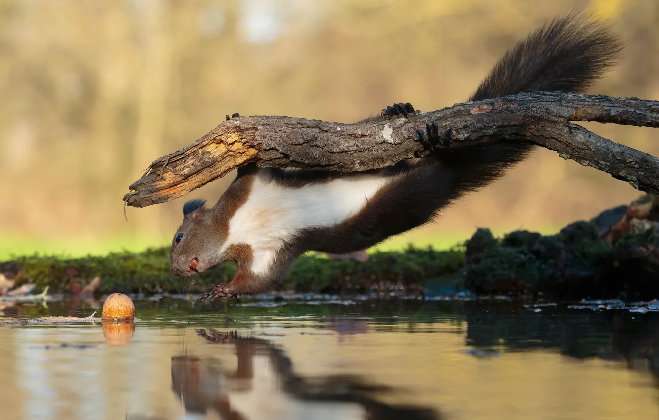 Photo wallpaper water, branches, nature, pose, reflection, loss, protein, nuts