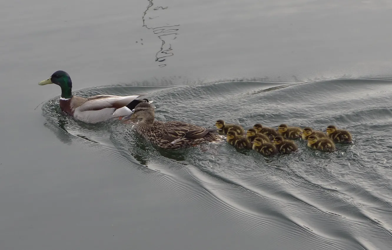 Photo wallpaper water, lake, duck, family, duck