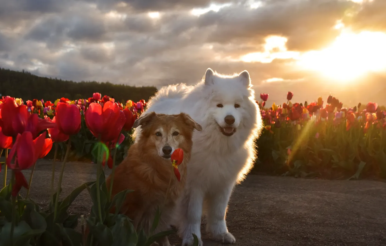 Photo wallpaper dog, look, pose, face, Samoyed