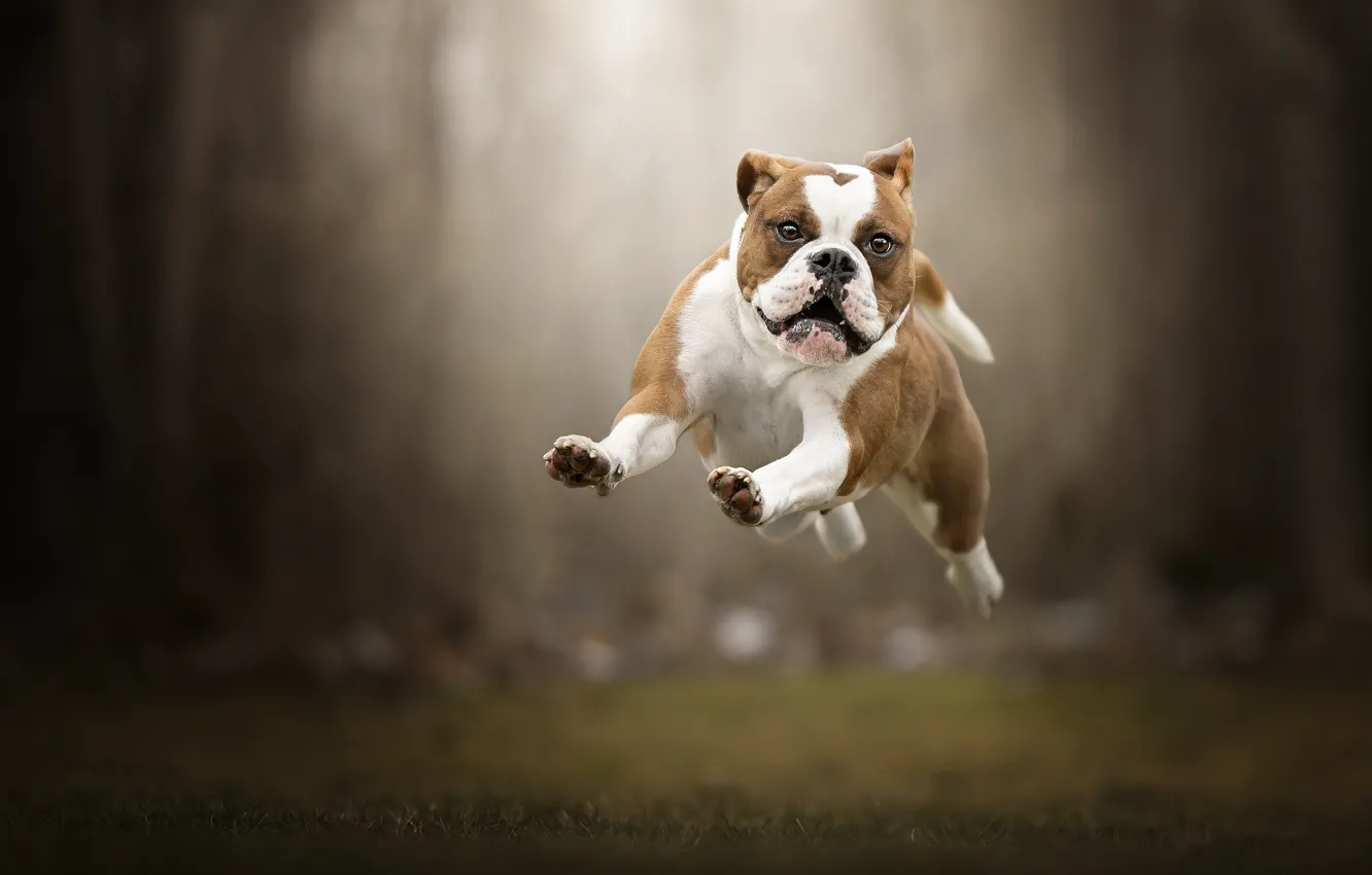 Photo wallpaper jump, dog, flight, walk, bokeh, English bulldog