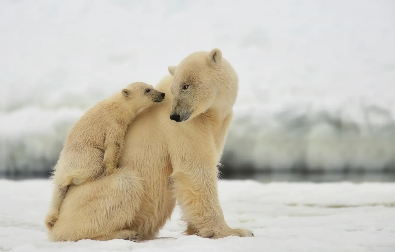 Photo wallpaper bear, polar bears, bear, in the North